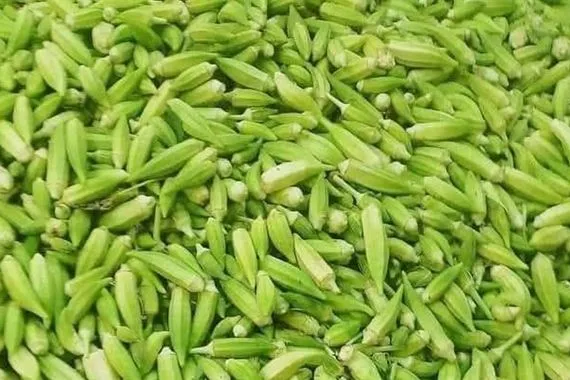 العراق الثامن عالميا بإنتاج البامية