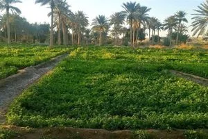 نقلة نوعية لزراعة العراق عقد ضخم بين شركة تركية والبنك الدولي