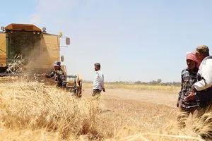 إنتاج القمح ينهار في سوريا ومبادرات دولية لإنقاذ الأمن الغذائي شفق نيوز