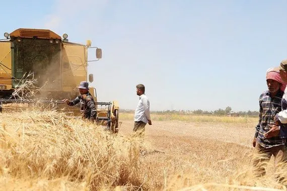 سوريا تراجع حاد في إنتاج القمح خلال الموسم الزراعي 2024 2025