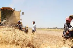 سوريا تراجع حاد في إنتاج القمح خلال الموسم الزراعي 2024 2025