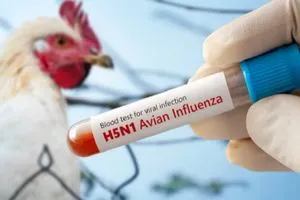 إيران تبلغ الصحة العالمية عن تفشي لإنفلونزا الطيور وتعدم عشرات الدواجن وكالة بغداد اليوم الاخبارية