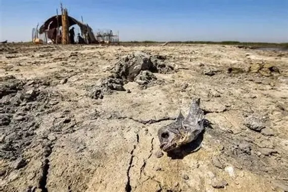 الفتلاوي يحذر من تغيير ديموغرافي في المناطق الزراعية