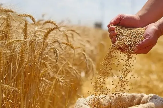 التجارة إنتاج الحنطة المحلية يغطي حاجة السوق وخزين يكفي لعام ونصف