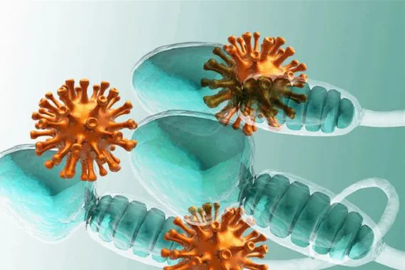 ما هو تأثير كوفيد على الحيوانات المنوية قلق بشأن الأجيال القادمة