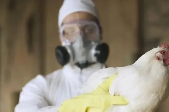 بسبب انفلونزا الطيور العراق يمنع استيراد الدواجن والبيض من 40 دولة