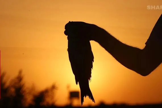 طويريج تستغيث نفوق واسع للأسماك ومطالب بتحرك عاجل صور شفق نيوز