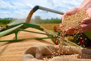 رويترز مصر اشترت شحنتين من القمح الفرنسي بسعر 240 دولاراً للطن