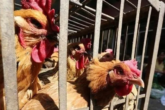 الزراعة النيابية توجيه المستشفيات البيطرية باتخاذ أقصى الإجراءات لمواجهة إنفلونزا الطيور