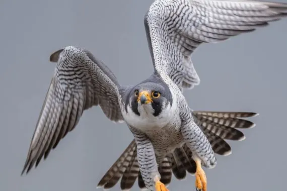 تحقيق في إدارة كرميان بعد قتل طائر نادر ثمنه مليون دولار شفق نيوز