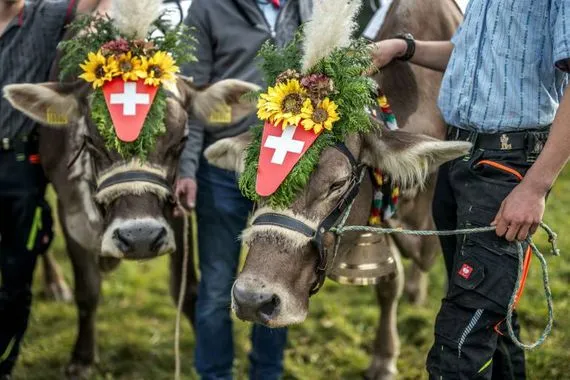سباق على ظهور بقرات في جبال سويسرا