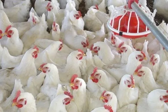 كركوك تمنع دخول الدواجن من نينوى بسبب إنفلونزا الطيور