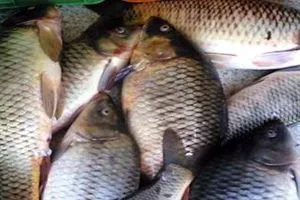 تحذير خطير الثروة السمكية العراقية في خطر