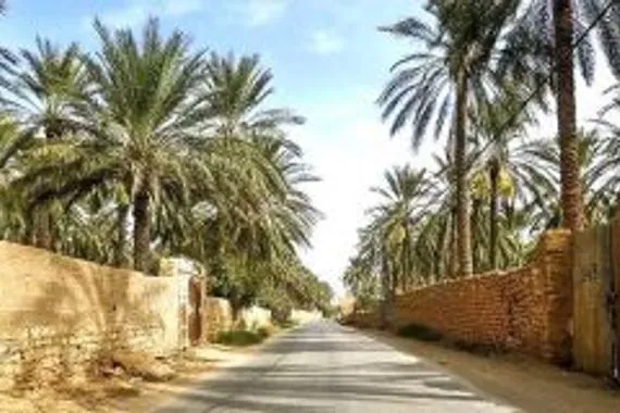 الزراعة الإستثمار في التمور خطوة تعزّز الأمن الغذائي والإقتصادي