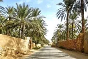 الزراعة الإستثمار في التمور خطوة تعزّز الأمن الغذائي والإقتصادي