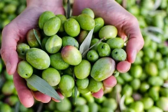 سوريا تراجع إنتاج الزيتون بنسبة 45٪ بسبب التغيرات المناخية والحرائق شفق نيوز