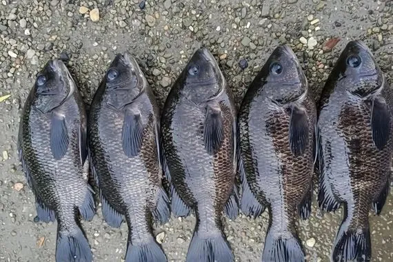 لونها أزرق وزعانفها طويلة ظهور أسماك غريبة في شط الديوانية شفق نيوز