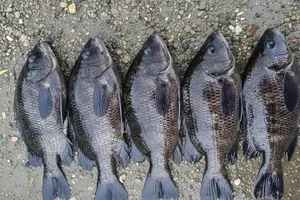 لونها أزرق وزعانفها طويلة ظهور أسماك غريبة في شط الديوانية شفق نيوز