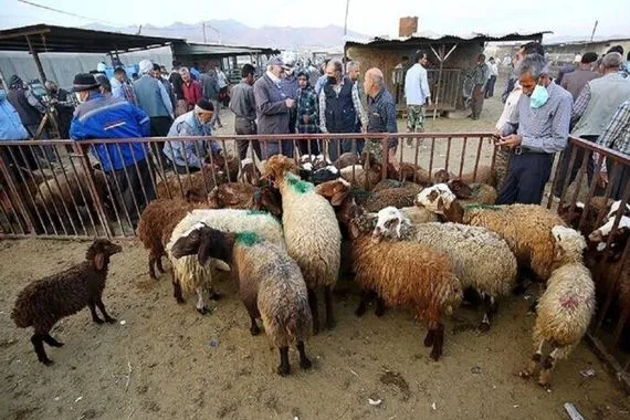 جاء من تركيا والعراق إيران تعلن انتشار حمى الوادي المتصدع بين الماشية في 5 محافظات