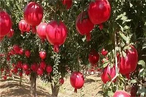 زراعة ديالى غابة الرمان في المقدادية تواجه أسوأ موسم حصاد منذ عقود