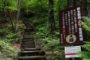 هجمات الدببة تستدعي تدخل الجيش الياباني