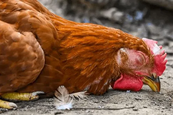 اعلان حالة الطوارئ في فرنسا بسبب تفشي فيروس