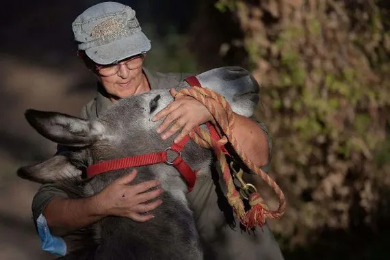 مسؤول مصري ينصح بـ مجالسة الحمير لتحسين الصحة النفسية شفق نيوز