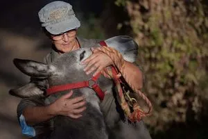 مسؤول مصري ينصح بـ مجالسة الحمير لتحسين الصحة النفسية شفق نيوز