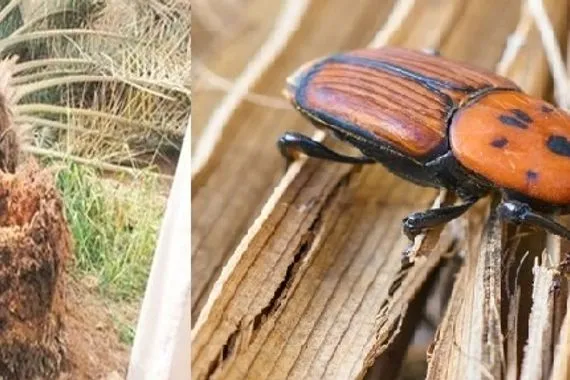 زراعة ديالى تتخذ قراراً جديداً لمنع تفشي سرطان النخيل وكالة بغداد اليوم الاخبارية