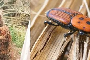 زراعة ديالى تتخذ قراراً جديداً لمنع تفشي سرطان النخيل وكالة بغداد اليوم الاخبارية