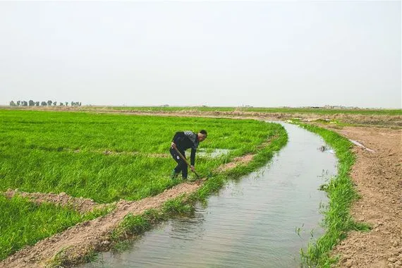 كركوك تعتمد خطة زراعية شتوية بـ400 ألف دونم فقط بسبب شح المياه