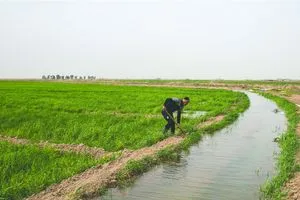 كركوك تعتمد خطة زراعية شتوية بـ400 ألف دونم فقط بسبب شح المياه