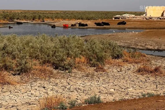 الزراعة النيابية خسارة 70 من الثروة الحيوانية بسبب شح المياه شفق نيوز