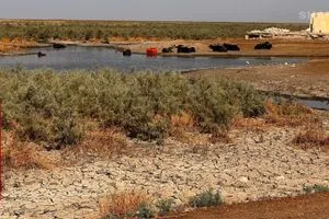 الزراعة النيابية خسارة 70 من الثروة الحيوانية بسبب شح المياه شفق نيوز