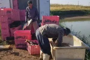 نصف إنتاج الأسماك الإيرانية في قصر شيرين يصدّر إلى العراق شفق نيوز