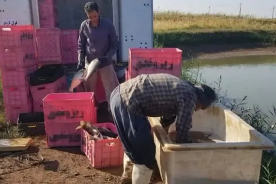 نصف إنتاج الأسماك الإيرانية في قصر شيرين يصدّر إلى العراق