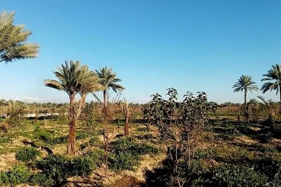 الجفاف يمتد في ارض البرتقال ضوء أخضر في 14 مقاطعة بديالى لحفر الابار وكالة بغداد اليوم الاخبارية