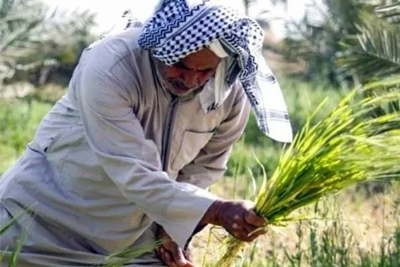 النجف تحذر من تأخر تعويضات الفلاحين وتطالب بإطفاء ديونهم