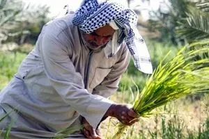 النجف تحذر من تأخر تعويضات الفلاحين وتطالب بإطفاء ديونهم