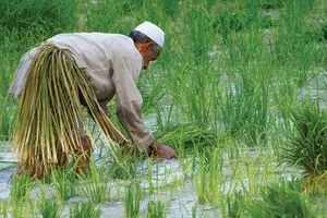 مجلس النجف يحذر من تأخر تعويضات الفلاحين ويطالب بإطفاء ديونهم
