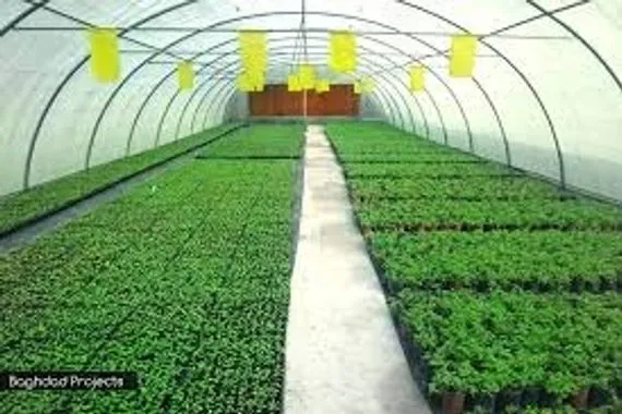 بغداد اليوم تكشف تفاصيل بنك العراق الغامض أصول نباتية عمرها قرن عاجل وكالة بغداد اليوم الاخبارية