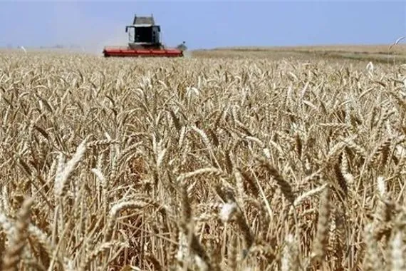 زراعة واسط خطة الموسم الشتوي محدودة وستضرب سلة الخبز في العراق