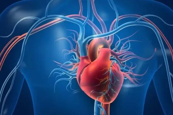 علماء يكتشفون جين يمكن القلب البشري من إصلاح نفسه ذاتيا