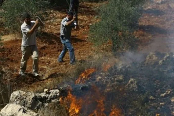 مستوطنون مسلحون يحطمون أشجار زيتون جنوبي الخليل ويسرقون ثمارها