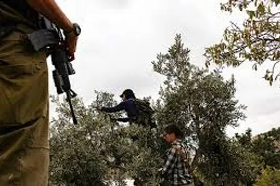 مستوطنون مسلحون يحطمون أشجار زيتون جنوبي الخليل ويسرقون ثمارها
