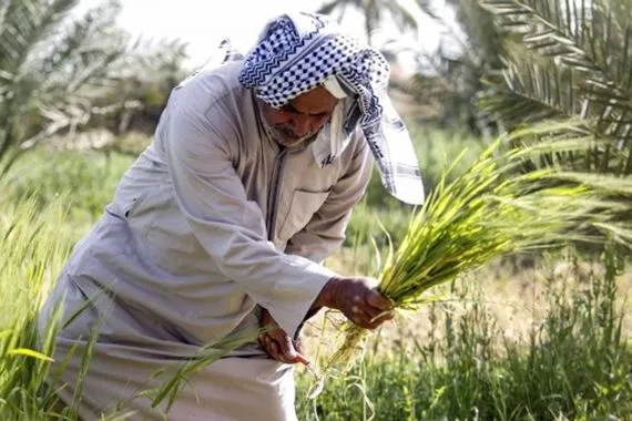 روزا لكس الشركات الغربية تبيع العراق مبيدات وبذور تدمر الزراعة