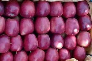 العراق يستورد تفاح إيراني بـ56 مليون دولار خلال أشهر شفق نيوز