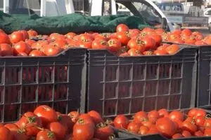 الحكومة تفرض رسماً كمركياً على معجون الطماطم بنسبة 25