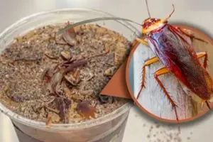 قهوة الصراصير والديدان تشعل جدلا في بكين شفق نيوز