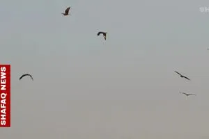 رحلة الغربان إلى بغداد لغز موسمي يثير الجدل كل عام صور شفق نيوز